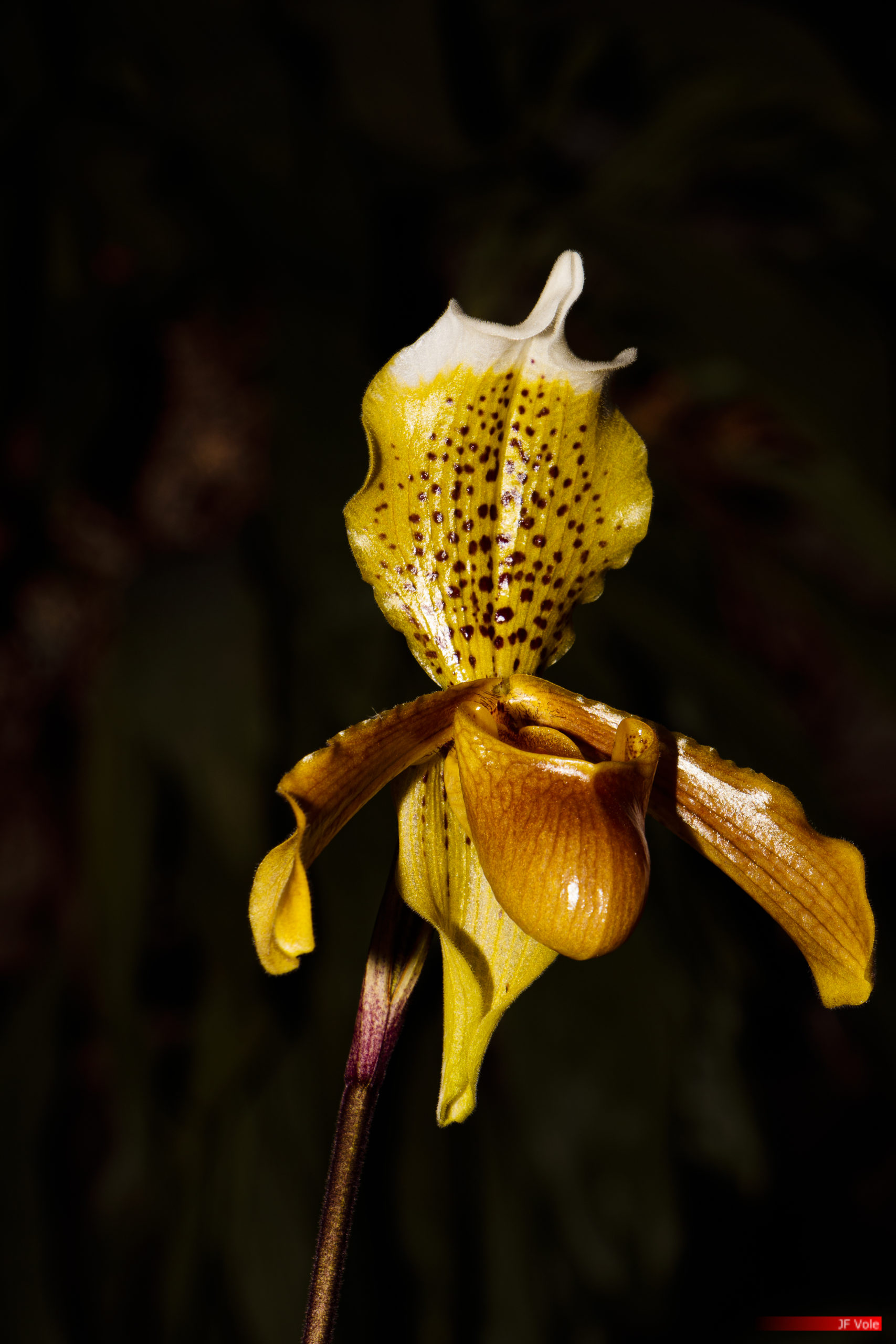 La serre aux orchidées, Ollioules février 2022.